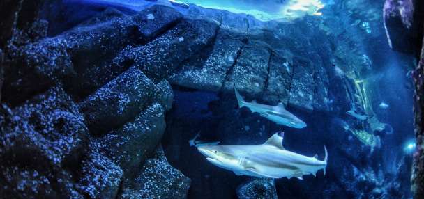 Sharks are famous for fearsome teeth, but ocean acidification could make them weaker