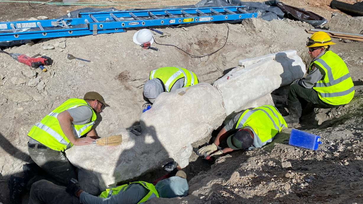 Five people in yellow safety vests work around a large plastered coated rock containing dinosaur fossils on Friday. The crews recently removed new fossils from a parking lot construction site in Dinosaur National Monument.
