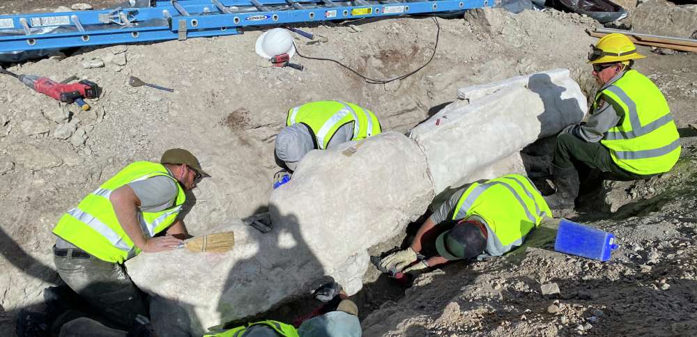 New dinosaur fossils excavated at Dinosaur National Monument