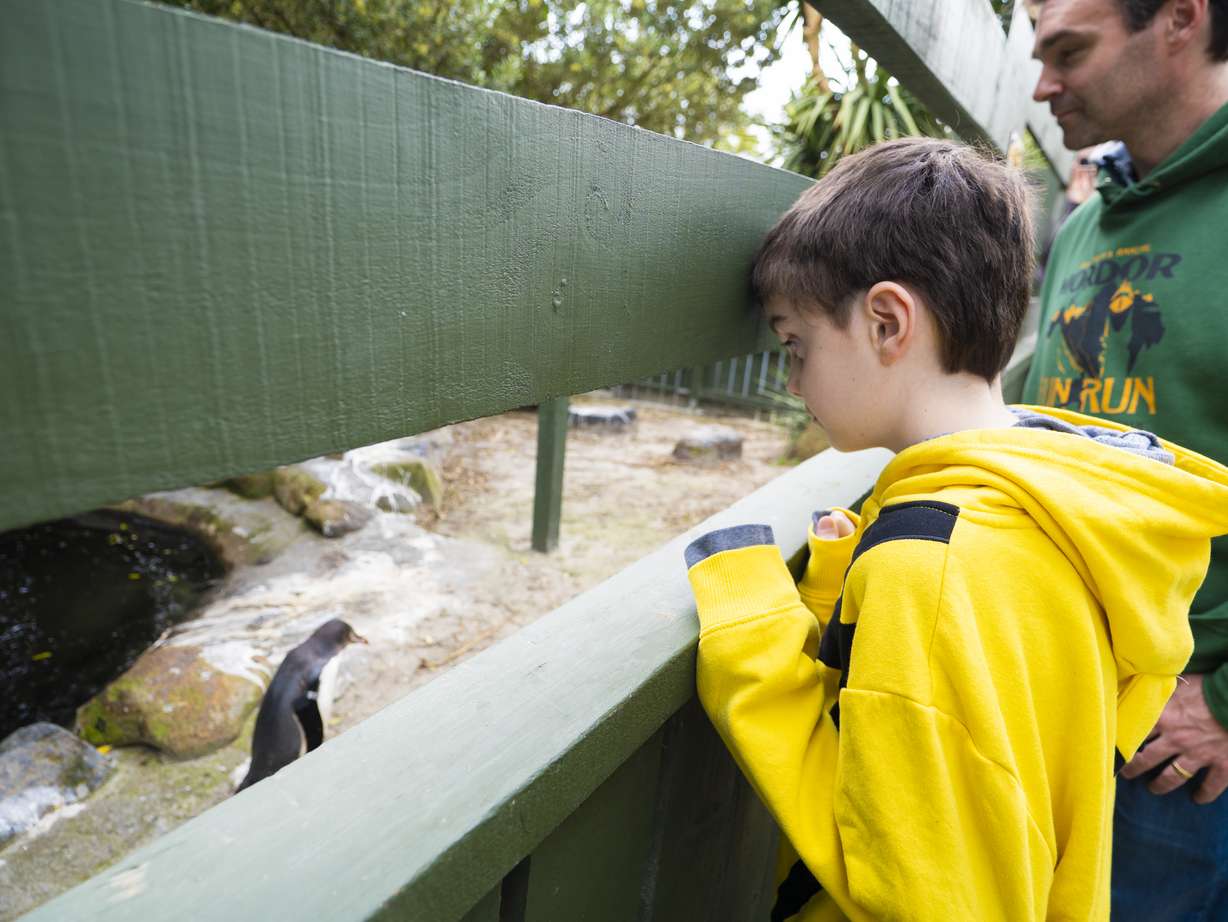 Twelve-year-old Andrew Jeffs observes a penguin with his father, Nathan Jeffs, during a trip granted by Make-A-Wish to New Zealand in November 2025 to see penguin species in their natural habitat.