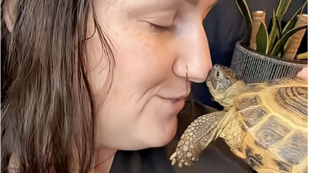 An owner of a young Russian tortoise feels very loved when it reaches its neck out to kiss her nose.