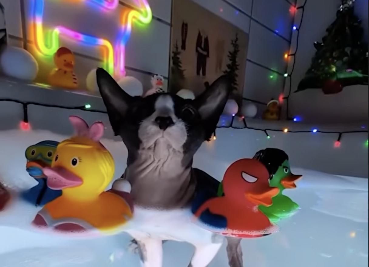 Every Sunday, Cooper the Sphynx sits on the edge of the tub waiting for his owner, Niklas Lundström, to lift him into the warm bubbly water for his weekly bath. 