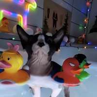 Have You Seen This? A hairless cat that loves baths