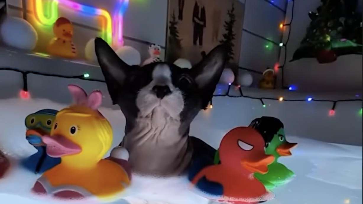 Every Sunday, Cooper the Sphynx sits on the edge of the tub waiting for his owner, Niklas Lundström, to lift him into the warm bubbly water for his weekly bath.