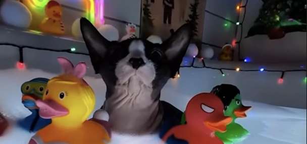 Have You Seen This? A hairless cat that loves baths