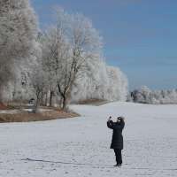 What are 'exploding trees'? The winter phenomenon may not be what you think