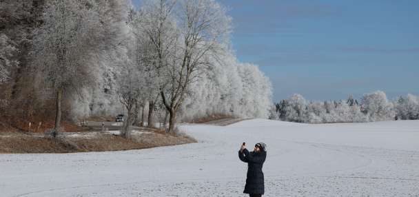 What are 'exploding trees'? The winter phenomenon may not be what you think