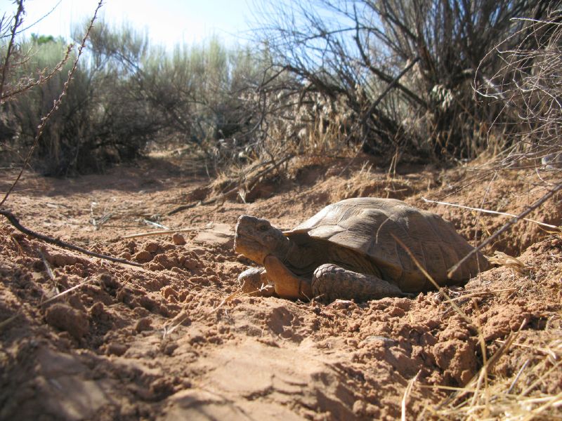Feds reverse decision again, reapprove plan for Washington County highway 