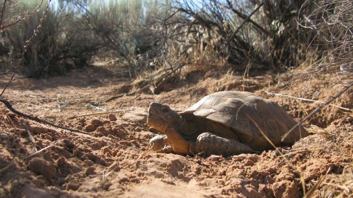 A desert tortoise basks in the sun on July 14, 2010. Bureau of Land Management officials signed off on a road project in Washington County that may impact the species' habitat.