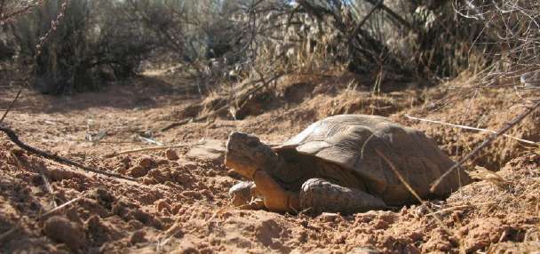 Feds reverse decision again, reapprove plan for Washington County highway