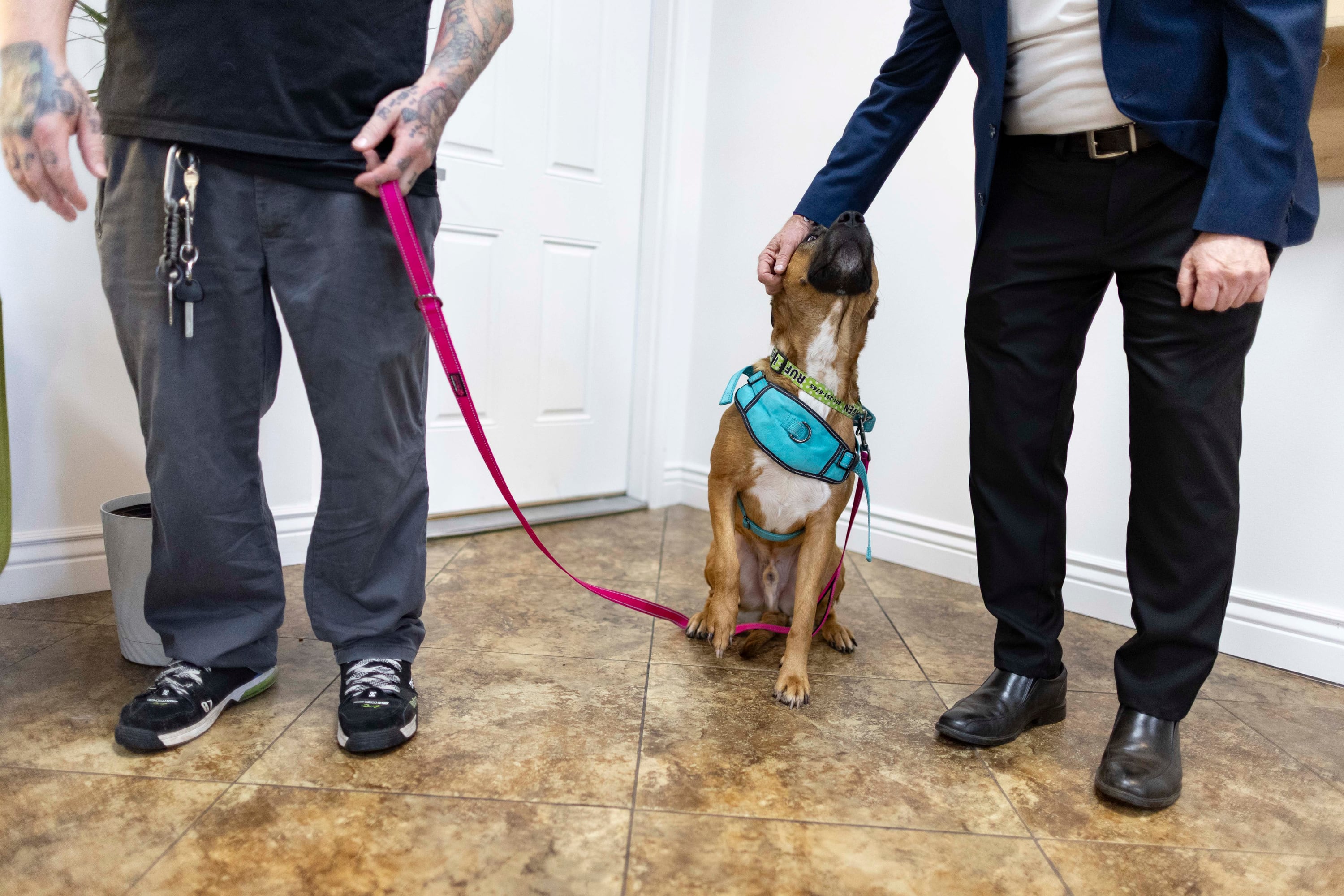 Protecting animals and children from abuse through more communication and cross-reporting