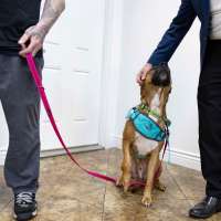 Protecting animals and children from abuse through more communication and cross-reporting