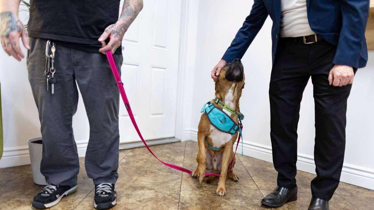 Current board resident Scooby enjoys head scratches from Ruff Haven board member Stan Stensrud before going for a short walk at Ruff Haven Crisis Sheltering in Salt Lake City on Thursday. A commonly found link between animal and child abuse is what has inspired a new bill during this legislative session.
