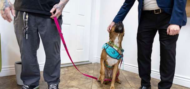 Protecting animals and children from abuse through more communication and cross-reporting