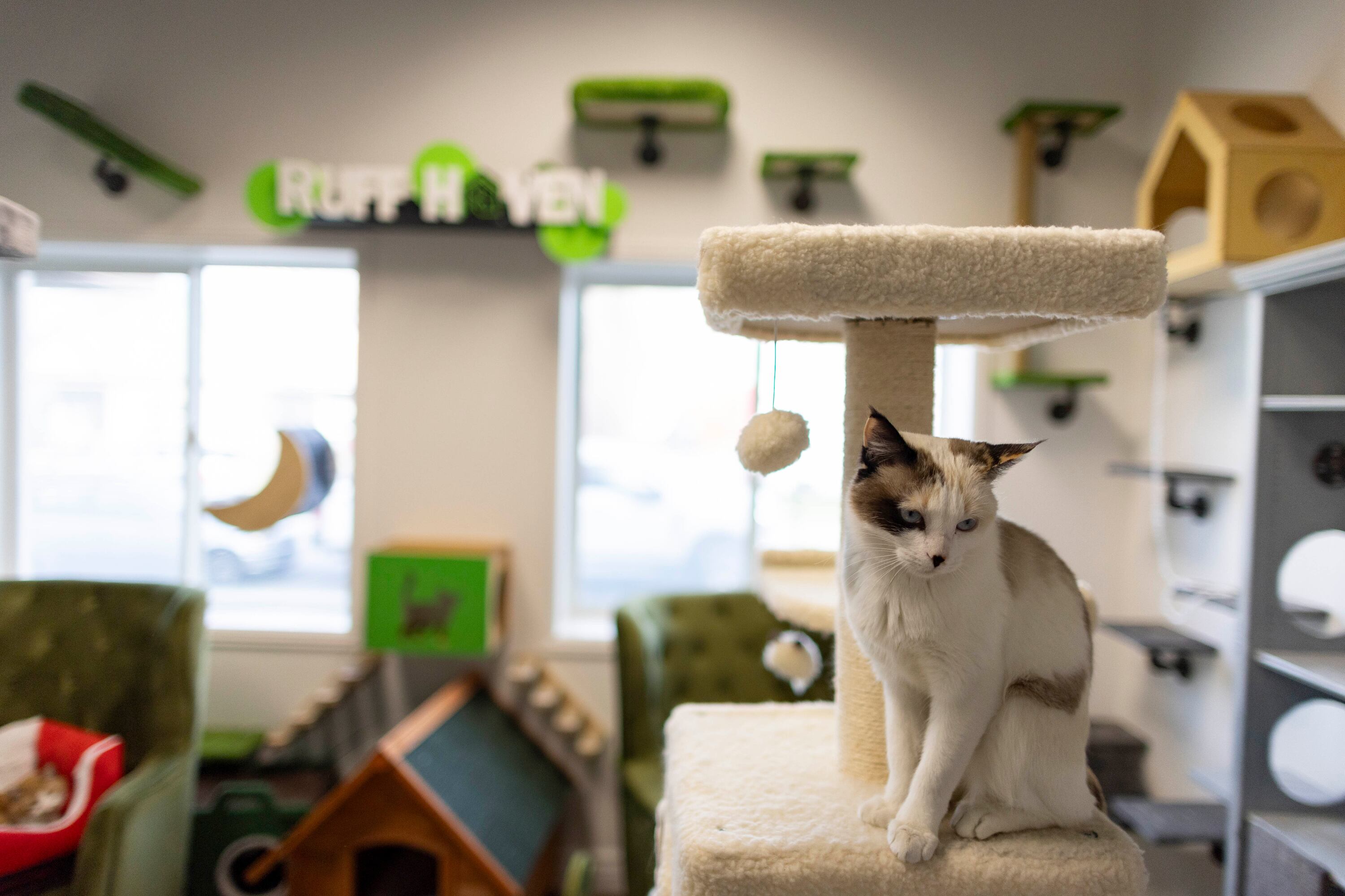 Beans hangs out on a cat tree in the Cat Courtyard at Ruff Haven Crisis Sheltering in Salt Lake City on Thursday. A new legislative bill would increase cross-reporting and communication between agencies for child and animal abuse.