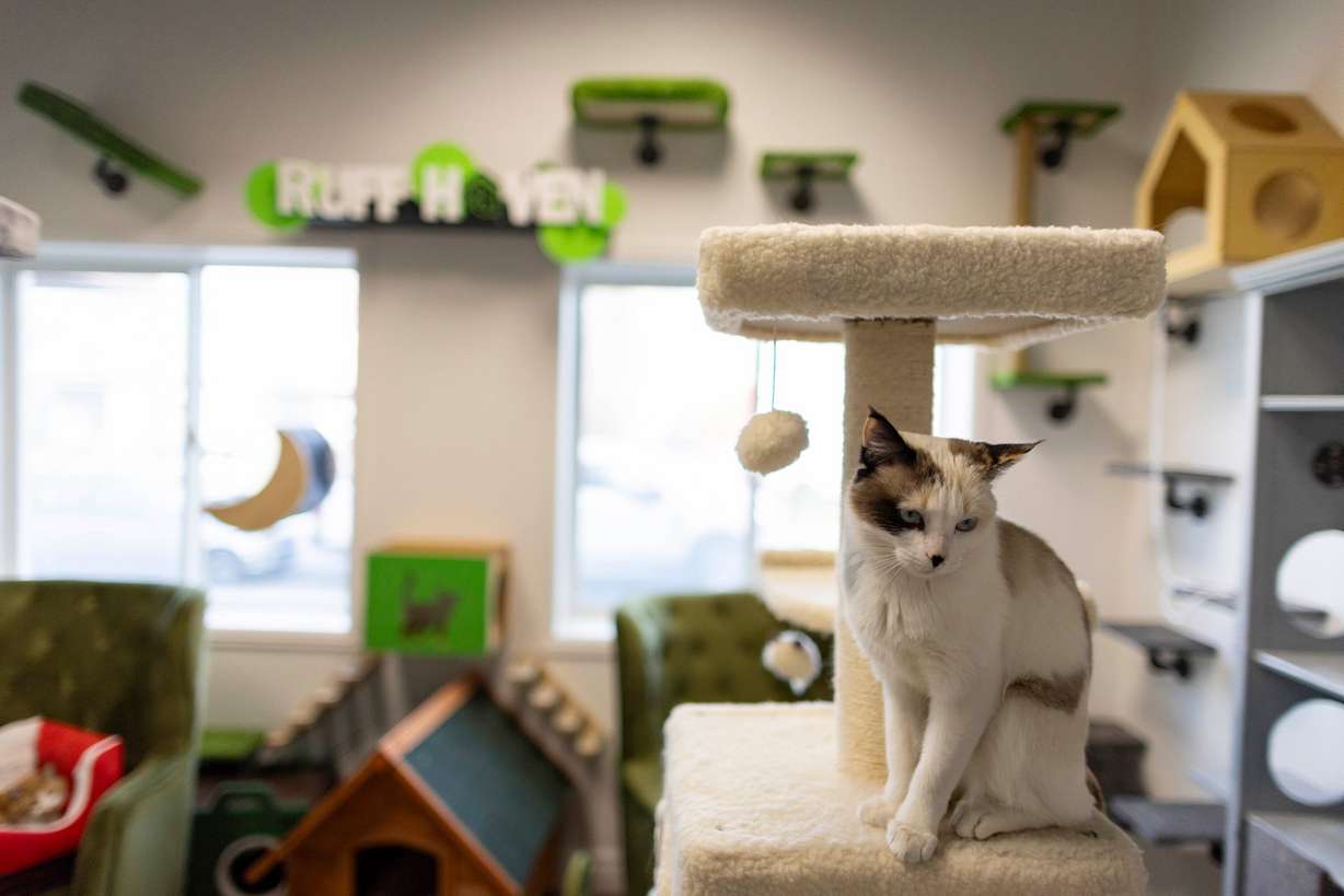 Beans hangs out on a cat tree in the Cat Courtyard at Ruff Haven Crisis Sheltering in Salt Lake City on Thursday. A new legislative bill would increase cross-reporting and communication between agencies for child and animal abuse.