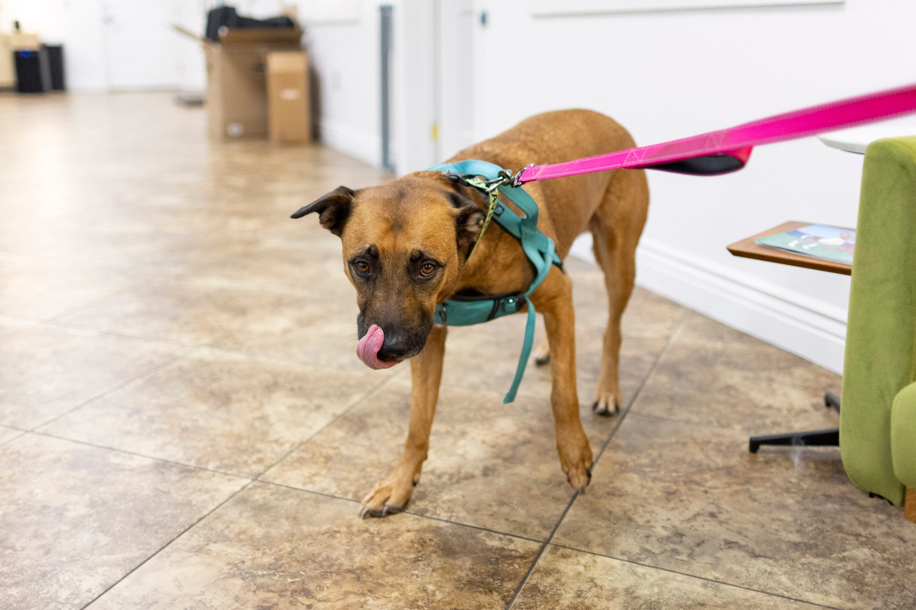 Scooby backs cautiously away from the camera after hearing its shutter at Ruff Haven Crisis Sheltering in Salt Lake City on Thursday. Co-founder Kristina Pulsipher said animal abuse can be a sign that more serious abuse is occurring.