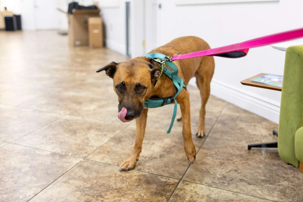 Scooby backs cautiously away from the camera after hearing its shutter at Ruff Haven Crisis Sheltering in Salt Lake City on Thursday. Co-founder Kristina Pulsipher said animal abuse can be a sign that more serious abuse is occurring.