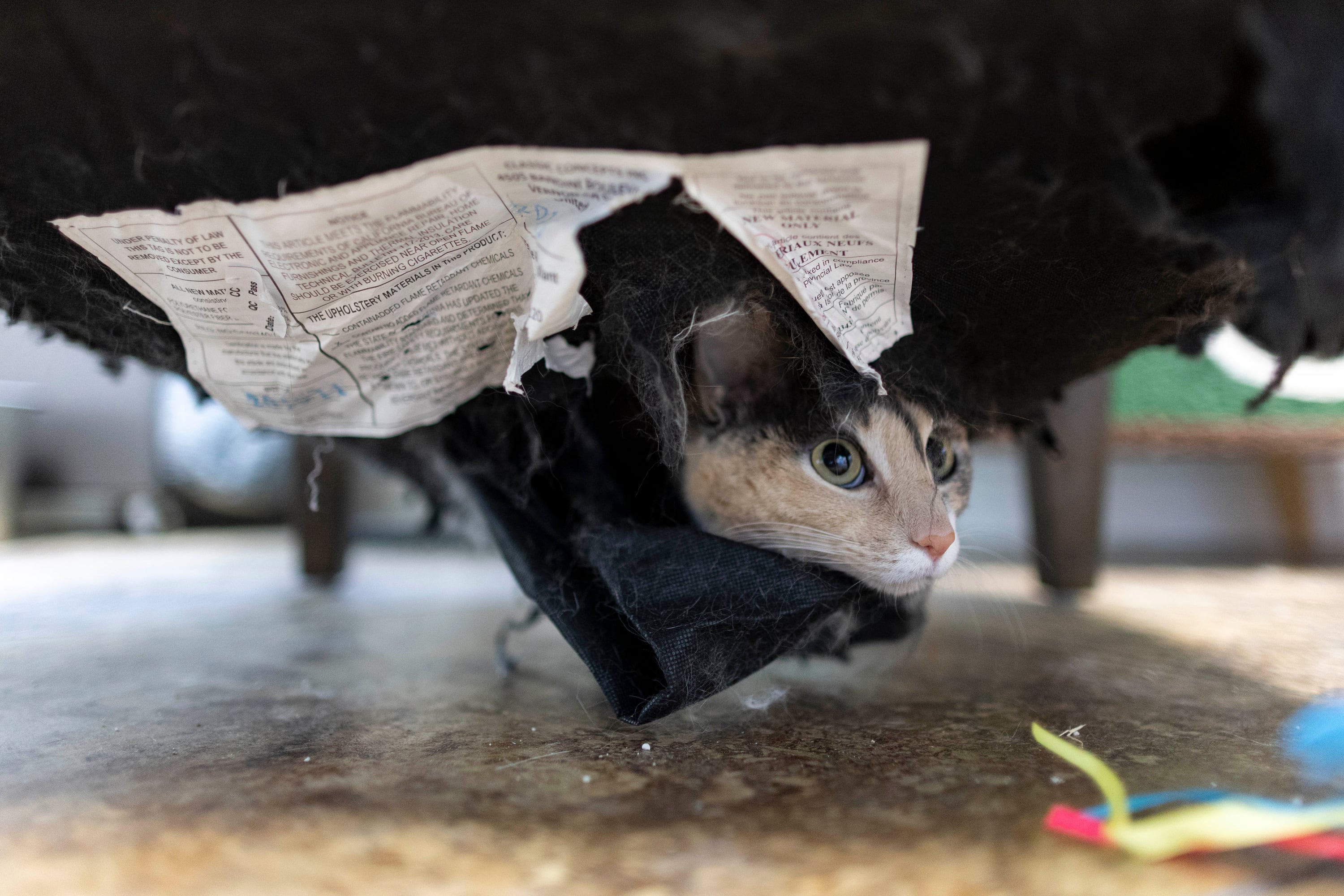 Blazey pokes their head out of the bottom of a chair in the Cat Courtyard at Ruff Haven Crisis Sheltering in Salt Lake City on Thursday. The shelter provides short-term housing for families' pets that need it.