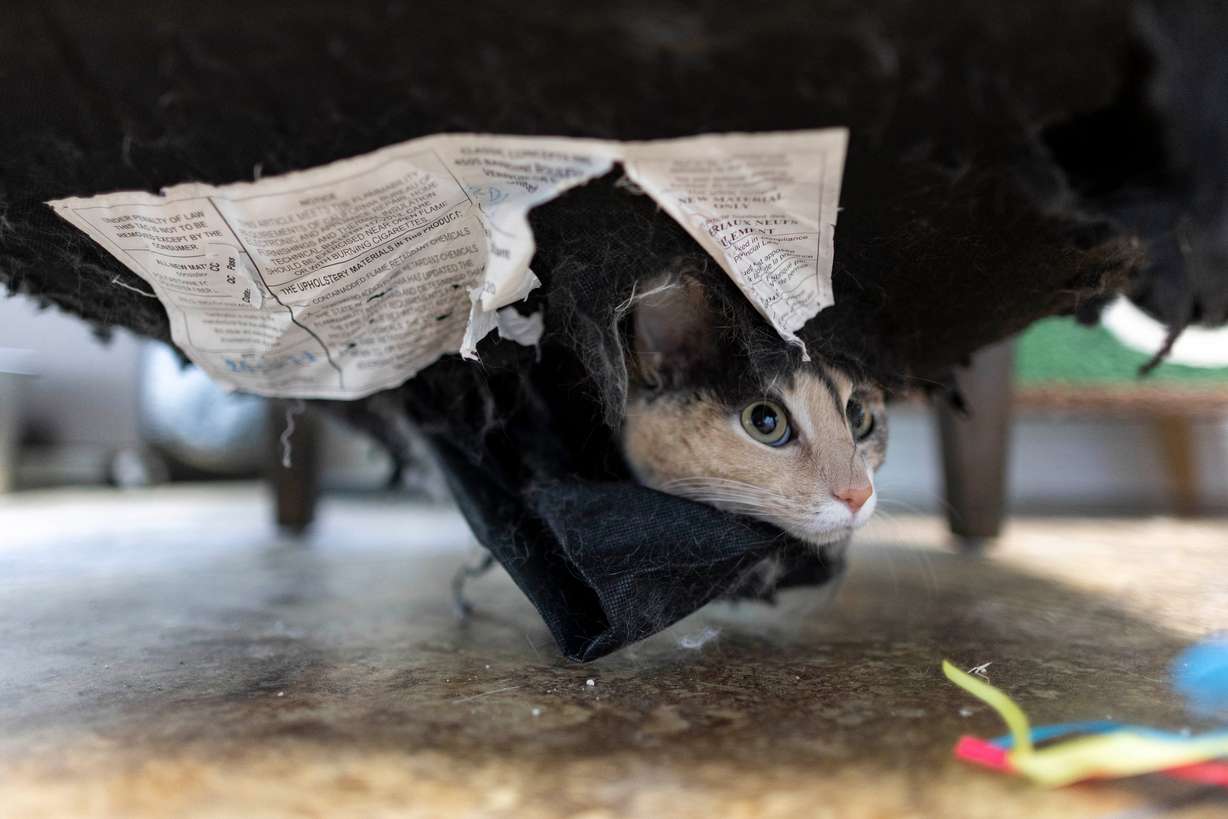 Blazey pokes their head out of the bottom of a chair in the Cat Courtyard at Ruff Haven Crisis Sheltering in Salt Lake City on Thursday. The shelter provides short-term housing for families' pets that need it.