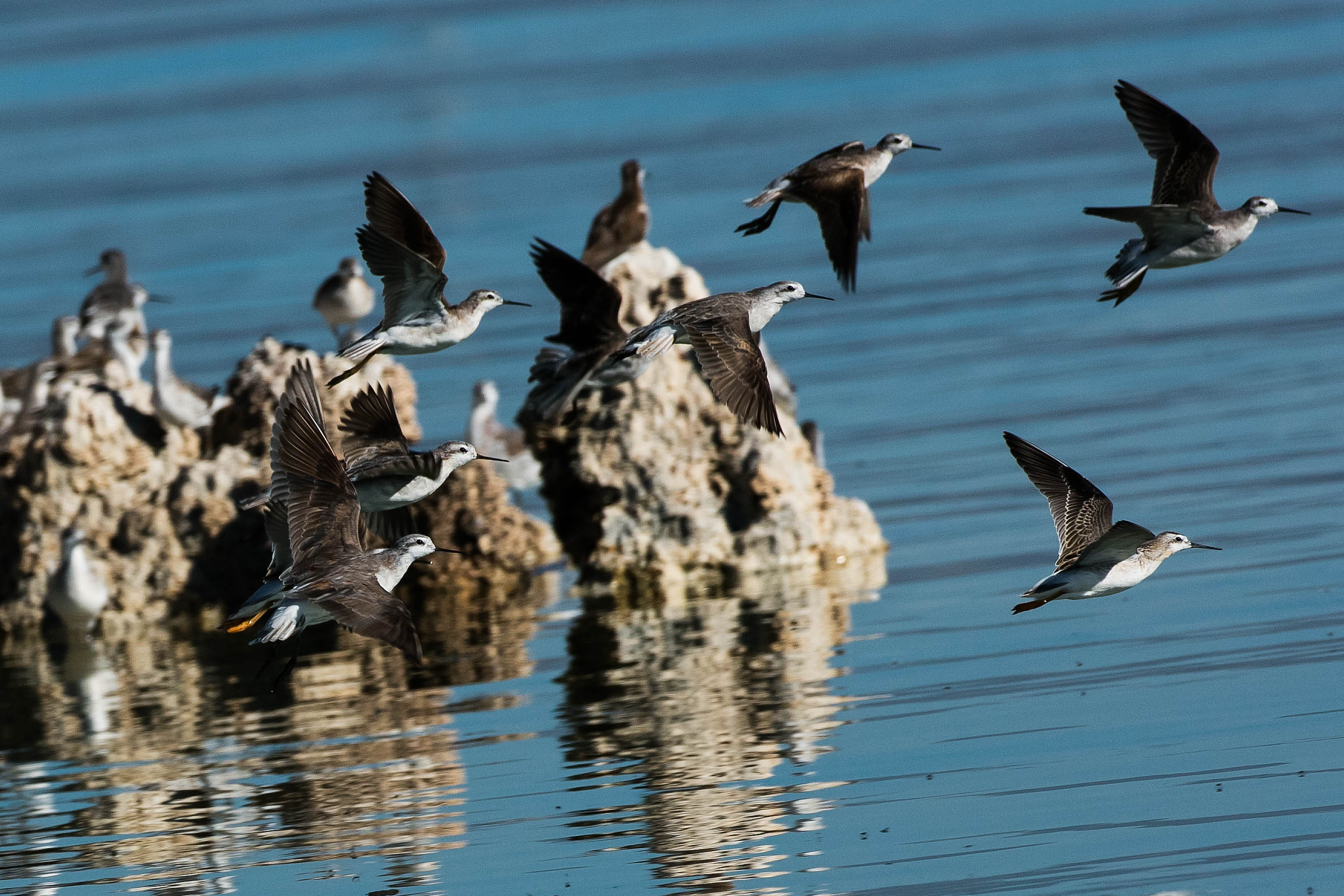 This Great Salt Lake shorebird is one step closer to endangered protections