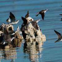 This Great Salt Lake shorebird is one step closer to endangered protections