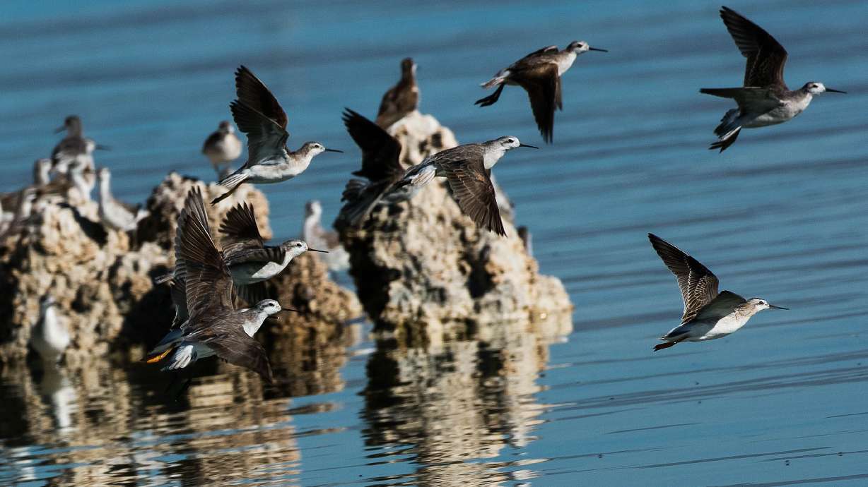 Wilson’s phalaropes at Mono Lake in California. The U.S. Fish and Wildlife Service announced on Friday that the species, which also relies heavily on the Great Salt Lake, advanced to the next round of endangered species protection consideration.