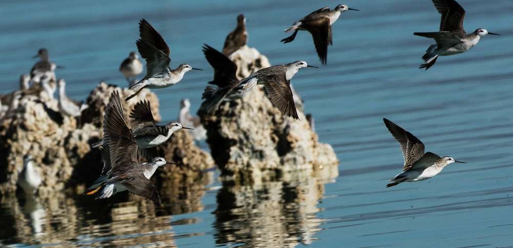 This Great Salt Lake shorebird is one step closer to endangered protections