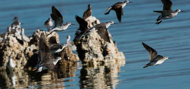 This Great Salt Lake shorebird is one step closer to endangered protections