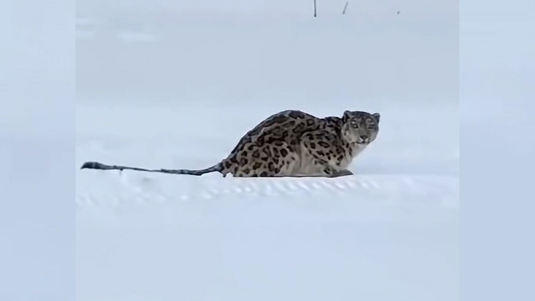This still frame from a video shows the snow leopard that attacked a tourist in China's northwest Xinjiang region.