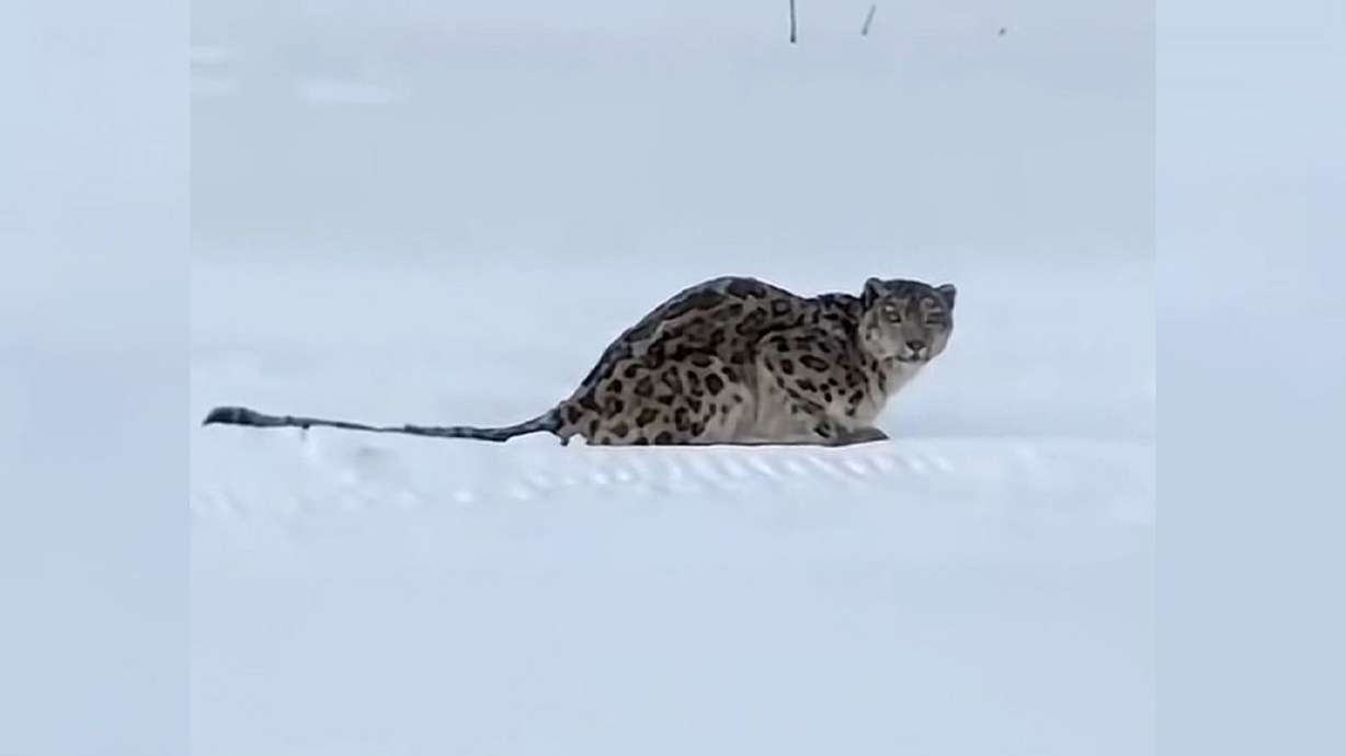 This still frame from a video shows the snow leopard that attacked a tourist in China's northwest Xinjiang region.