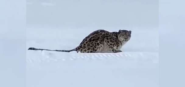 Snow leopard mauls skier in China's Xinjiang region