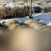 3 wolves killed in Cache County; picture prompts concern over 'lethal removal'
