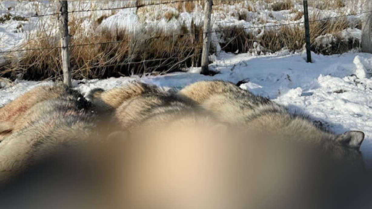 3 wolves killed in Cache County; picture prompts concern over 'lethal removal'