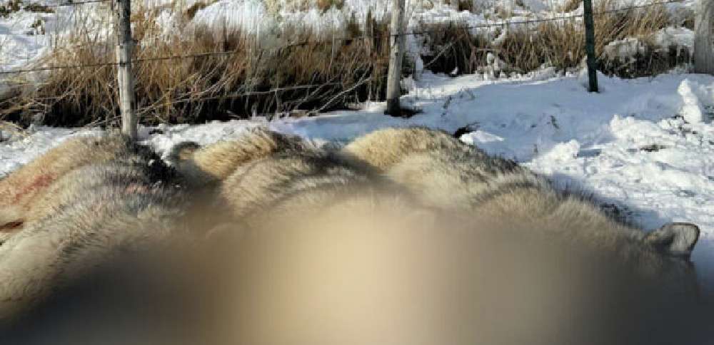 3 wolves killed in Cache County; picture prompts concern over 'lethal removal'