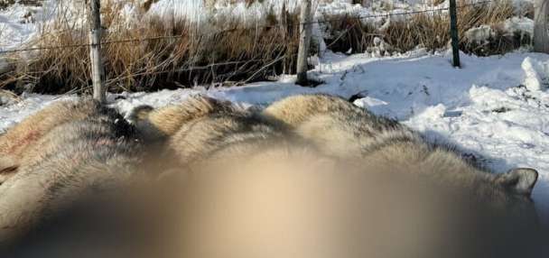 3 wolves killed in Cache County; picture prompts concern over 'lethal removal'