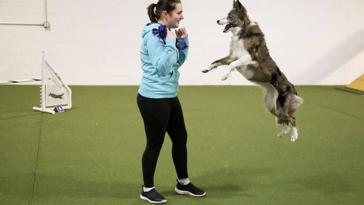 Emily Klarman, a Westminster Masters Agility Championship-winning dog handler, plays with Swish, a border collie, after a practice run at UDog Agility in Huntingdon Valley, Pa., on Thursday, Jan. 15, 2026.