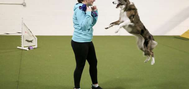 Wowed by the agility dogs at the Westminster show? A winning handler explains how it's done