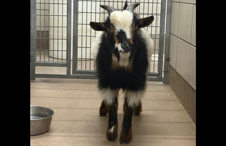 Speedy goat on the lam in Idaho Falls has been captured