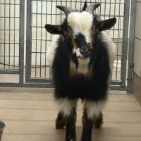 Speedy goat on the lam in Idaho Falls has been captured
