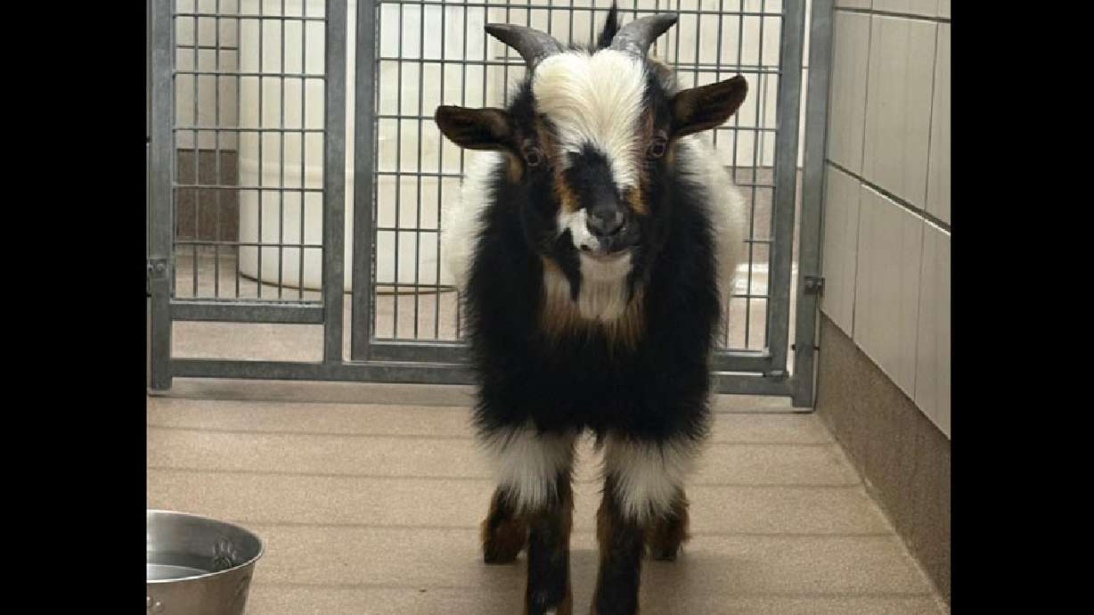 A goat dubbed “Lightning McQueen” sits in the Idaho Falls Animal Shelter, Friday. The 4-month-old goat was captured after avoiding owners and authorities for about two days.