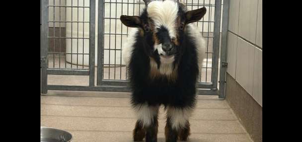 Speedy goat on the lam in Idaho Falls has been captured