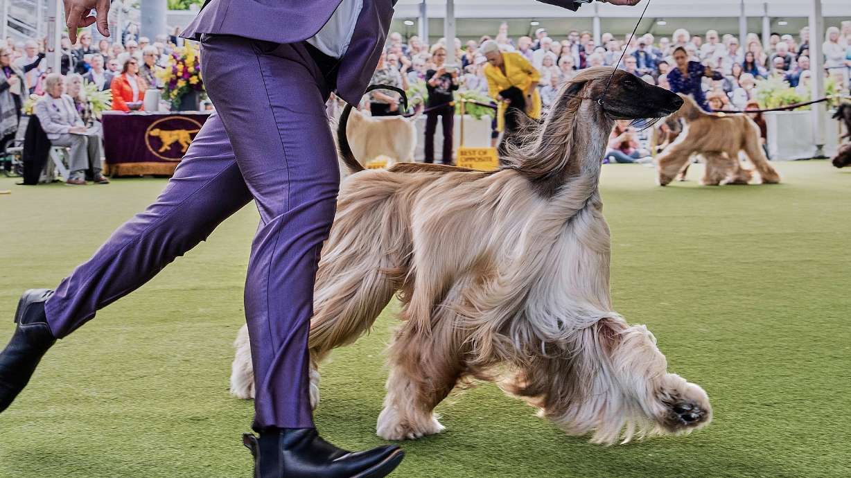 FILE — Handler Willy Santiago competes with Afghan Hound Zaida during breed group judging at the 148th Westminster Kennel Club Dog show, in this May 13, 2024 file image, at the USTA Billie Jean King National Tennis Center in New York.
