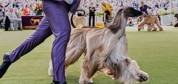 Dog Show 101: What to know about the 150th Westminster show