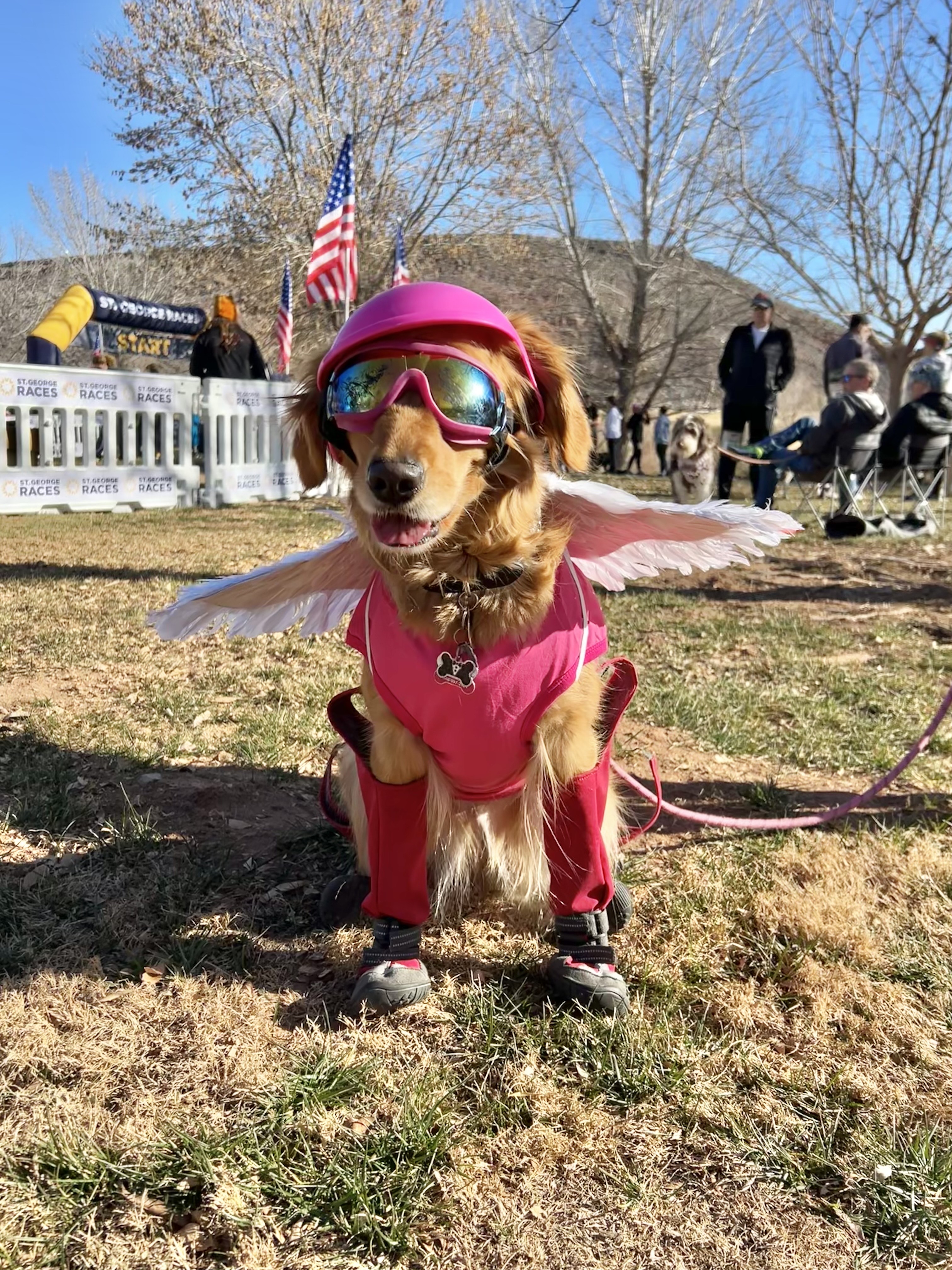 Rocky Shalby's golden retriever, Zara, won the award for "Most Regal Racer" at the I Heart Pets 10K/5K/Fun Run Walk N' Roll on Jan. 31.