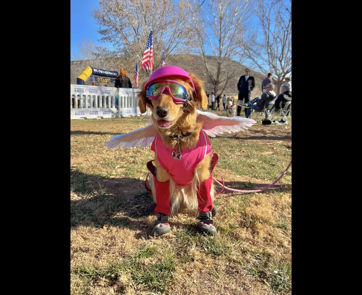 Rocky Shalby's golden retriever, Zara, won the award for "Most Regal Racer" at the I Heart Pets 10K/5K/Fun Run Walk N' Roll on Jan. 31.