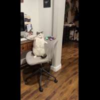 Have You Seen This? King Kong cat takes down flying saucer