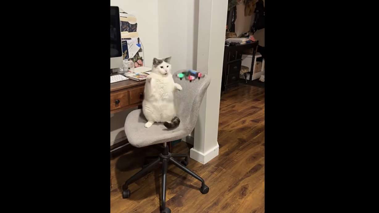 Cats are natural swatters. Anything else that enters the swatting radius, whether it's a bird, a golf ball, a mouse or a pile of laundry, is gonna get struck down.