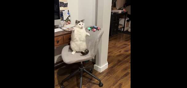 Have You Seen This? King Kong cat takes down flying saucer