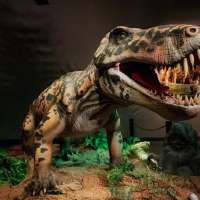 Museum of Idaho launches new exhibit exploring 'Life Before Dinosaurs'